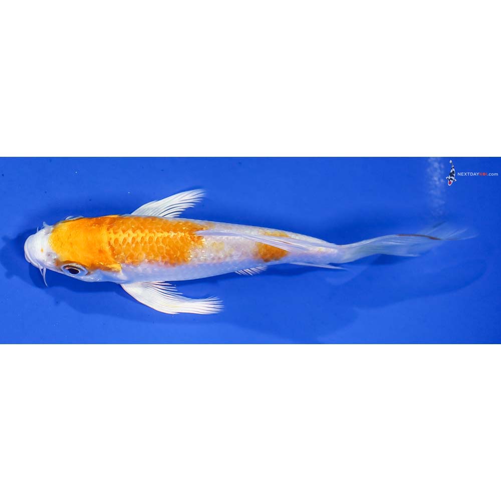4.5” Imported Lemon Hariwake Butterfly Koi - Image 4