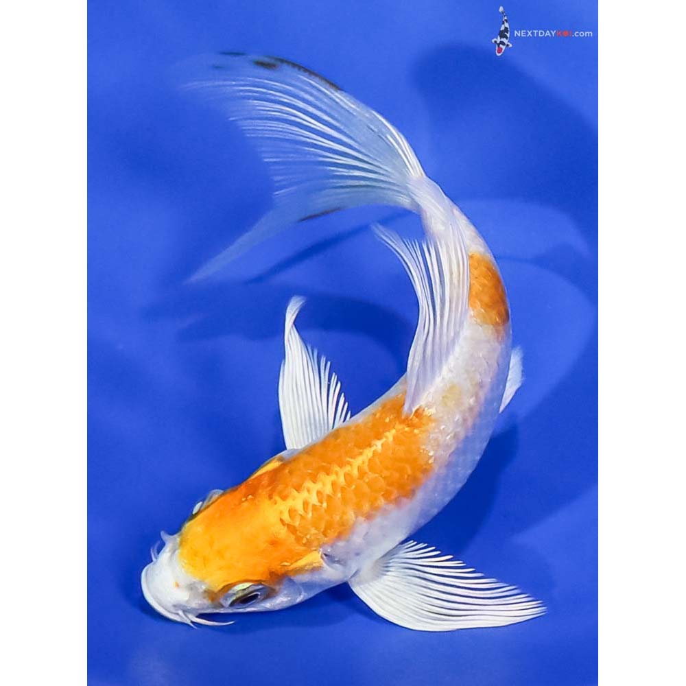 4.5” Imported Lemon Hariwake Butterfly Koi - Image 5