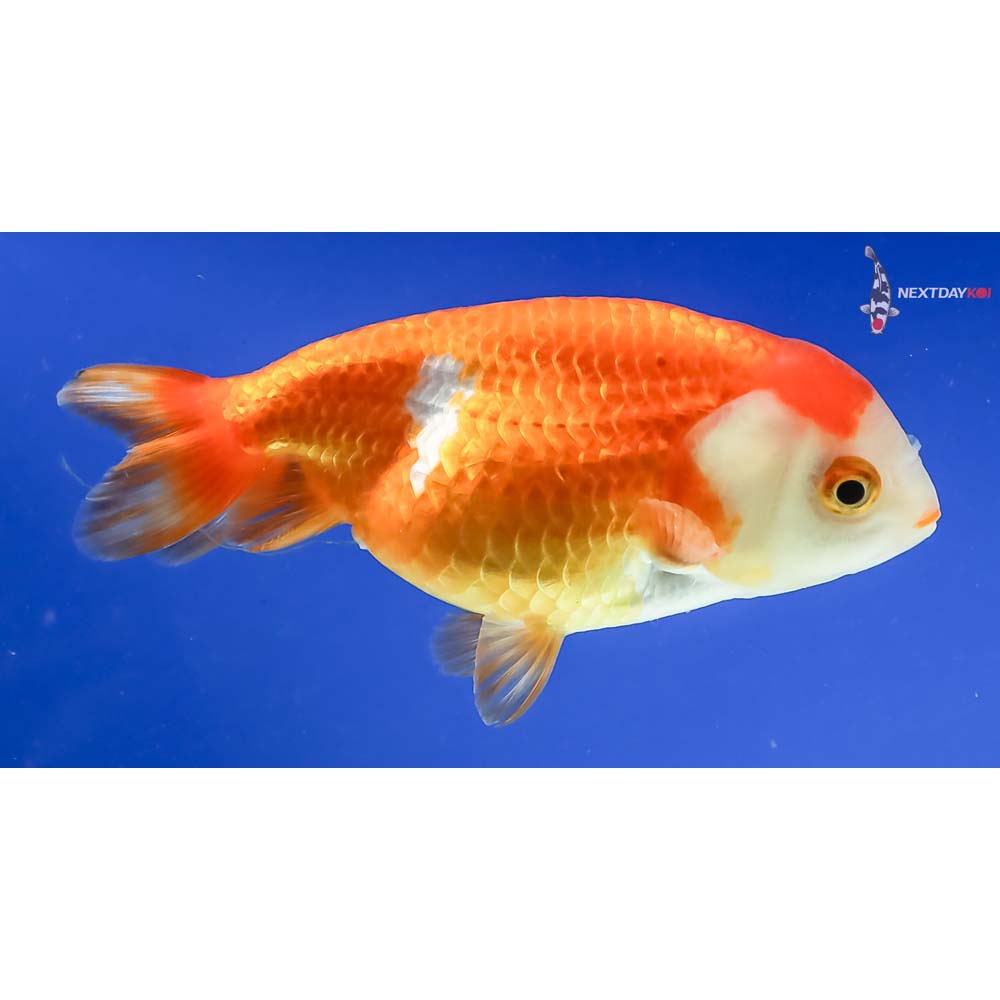 4” Imported Red and White Ranchu
