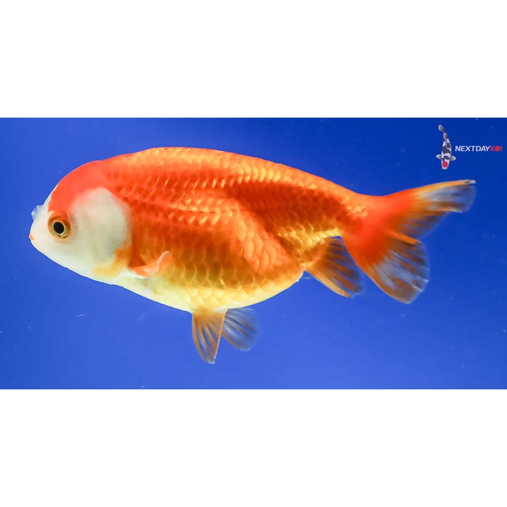 4” Imported Red and White Ranchu - Image 2