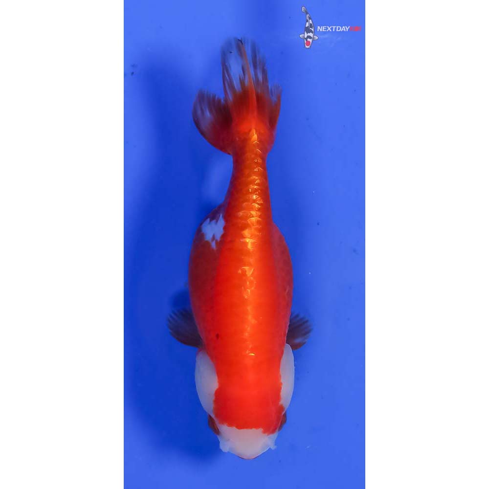 4” Imported Red and White Ranchu - Image 3
