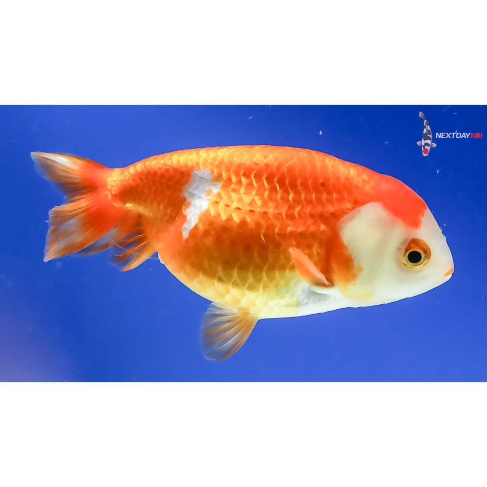 4” Imported Red and White Ranchu - Image 4