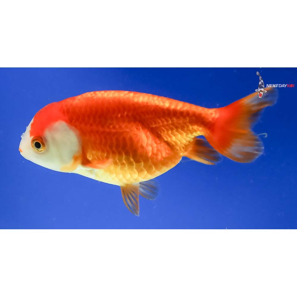 4” Imported Red and White Ranchu - Image 5