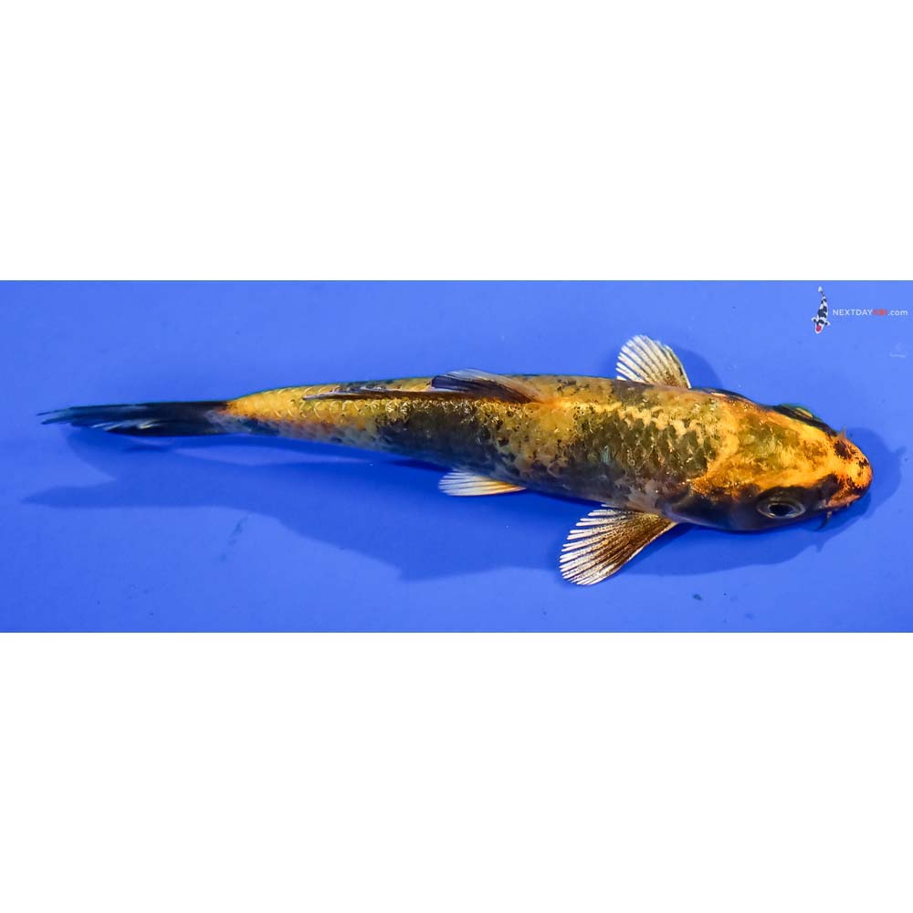 4” Imported Kin Ki Utsuri - Image 2