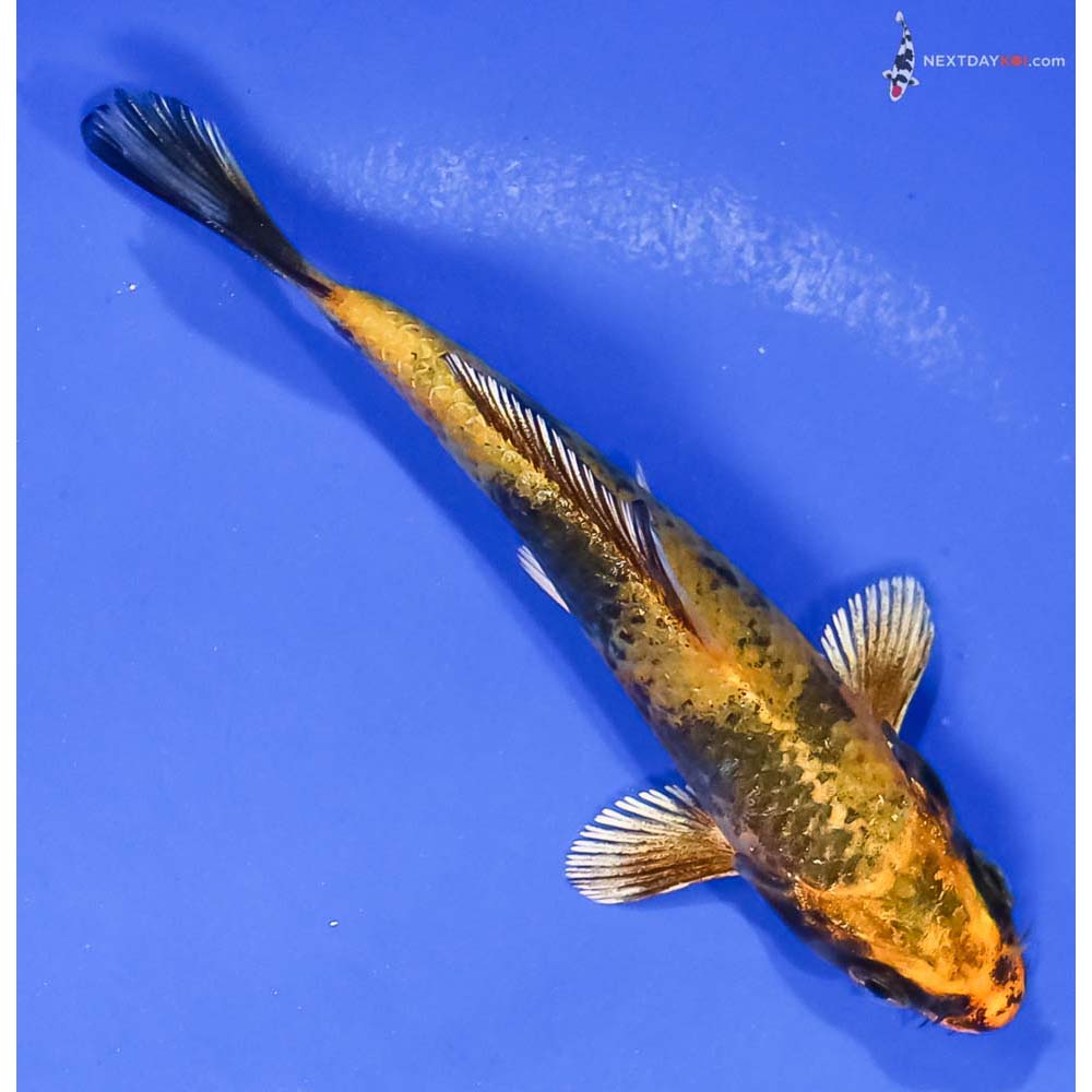 4” Imported Kin Ki Utsuri - Image 3