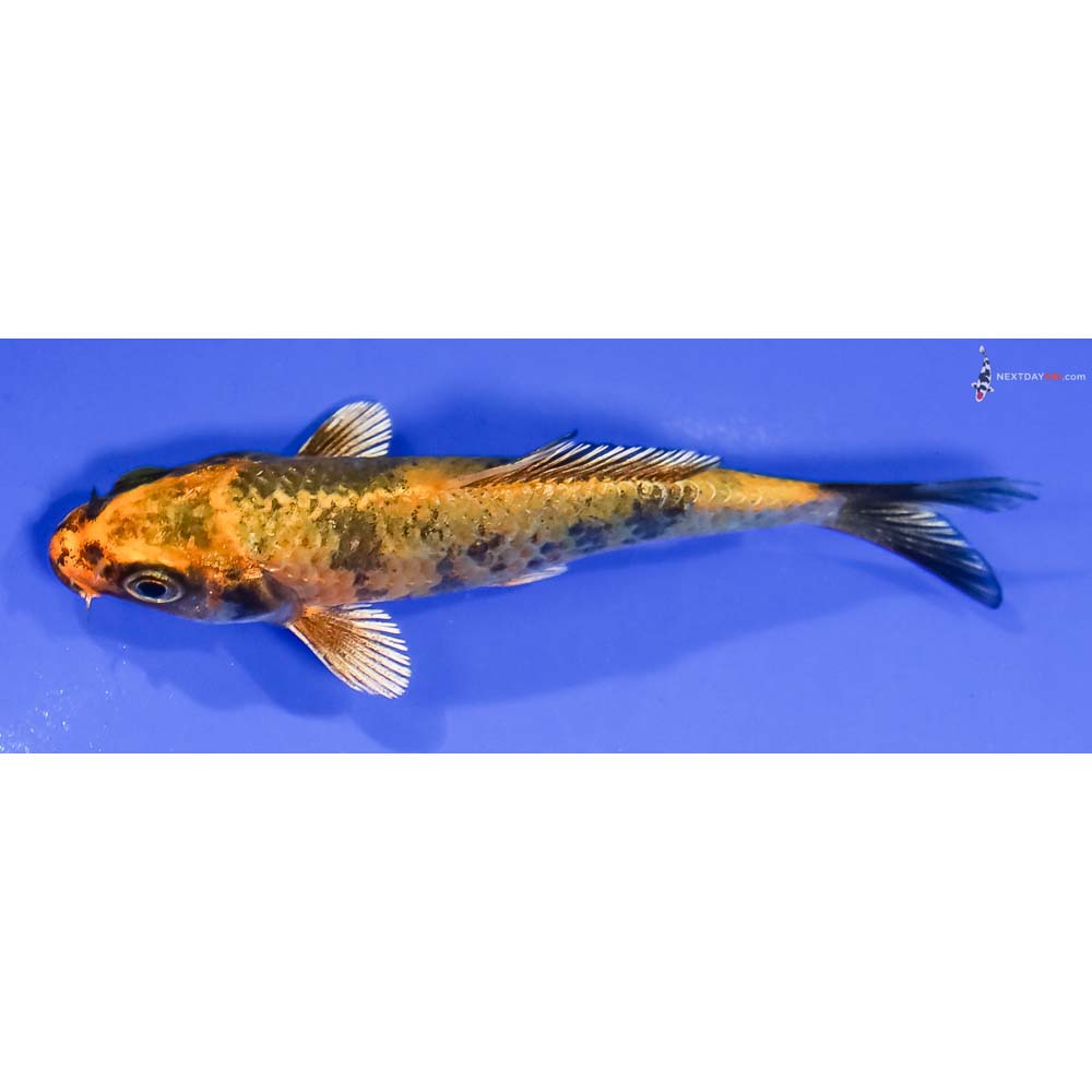 4” Imported Kin Ki Utsuri - Image 4