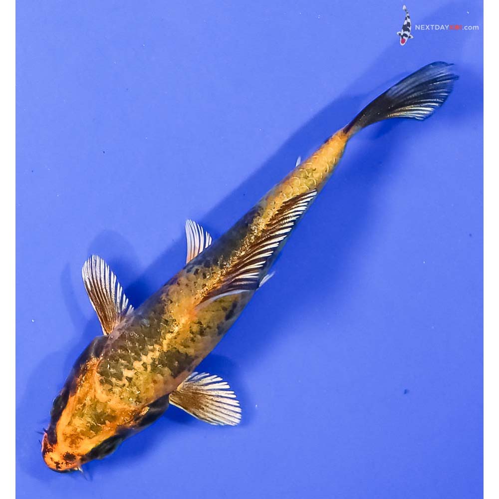 4” Imported Kin Ki Utsuri - Image 5