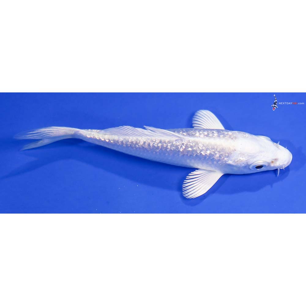 4” Imported Gin Rin Platinum Ogon - Image 2