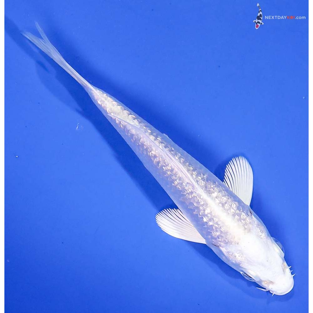 4” Imported Gin Rin Platinum Ogon - Image 3