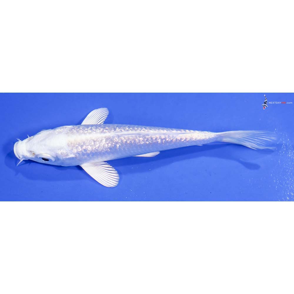 4” Imported Gin Rin Platinum Ogon - Image 4