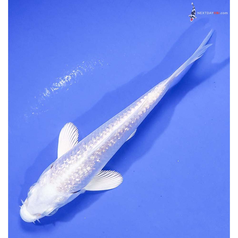 4” Imported Gin Rin Platinum Ogon - Image 5