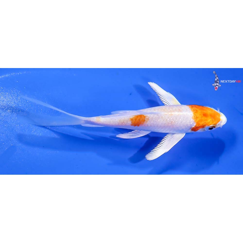 4” Imported Hariwake Butterfly Koi - Image 2