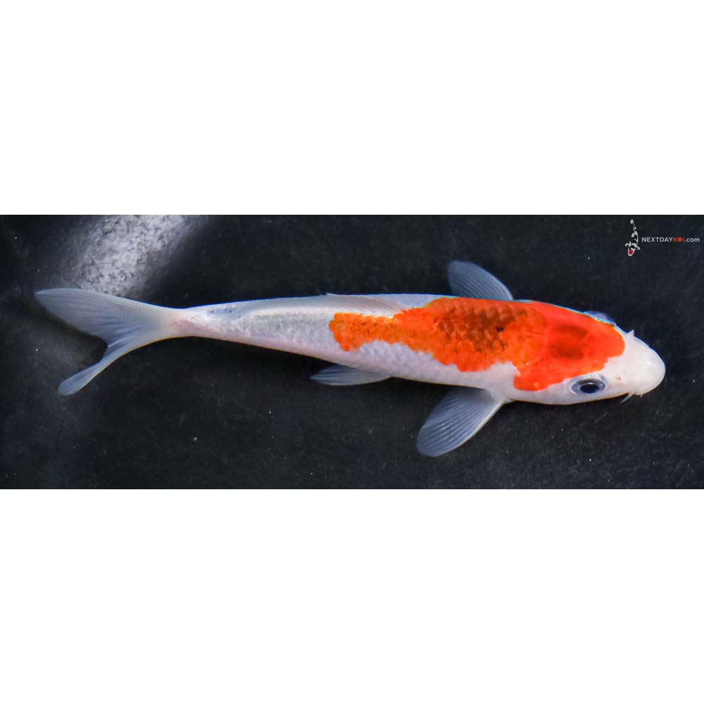 4” Imported Goshiki - Image 2