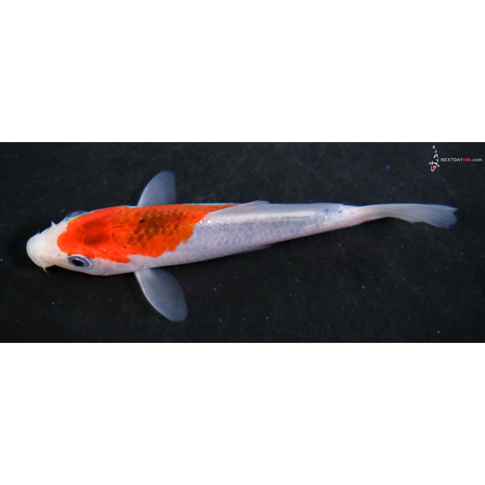 4” Imported Goshiki - Image 4