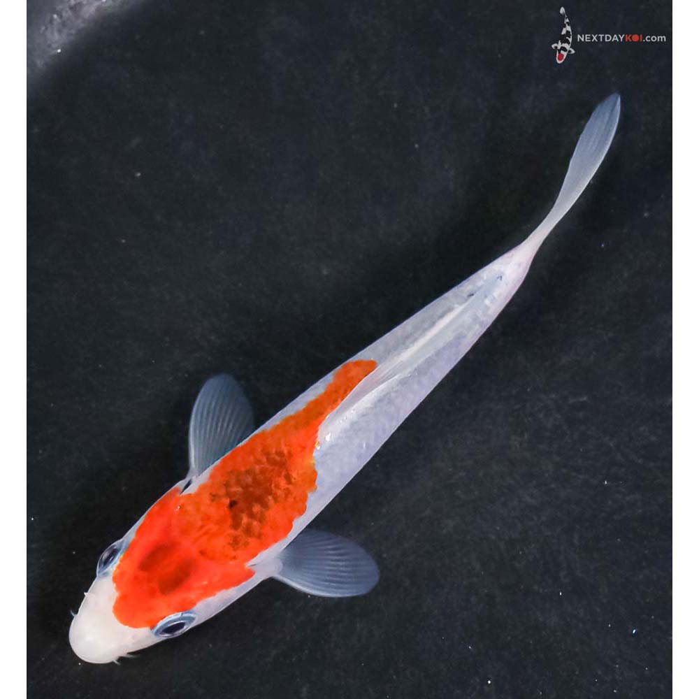 4” Imported Goshiki - Image 5