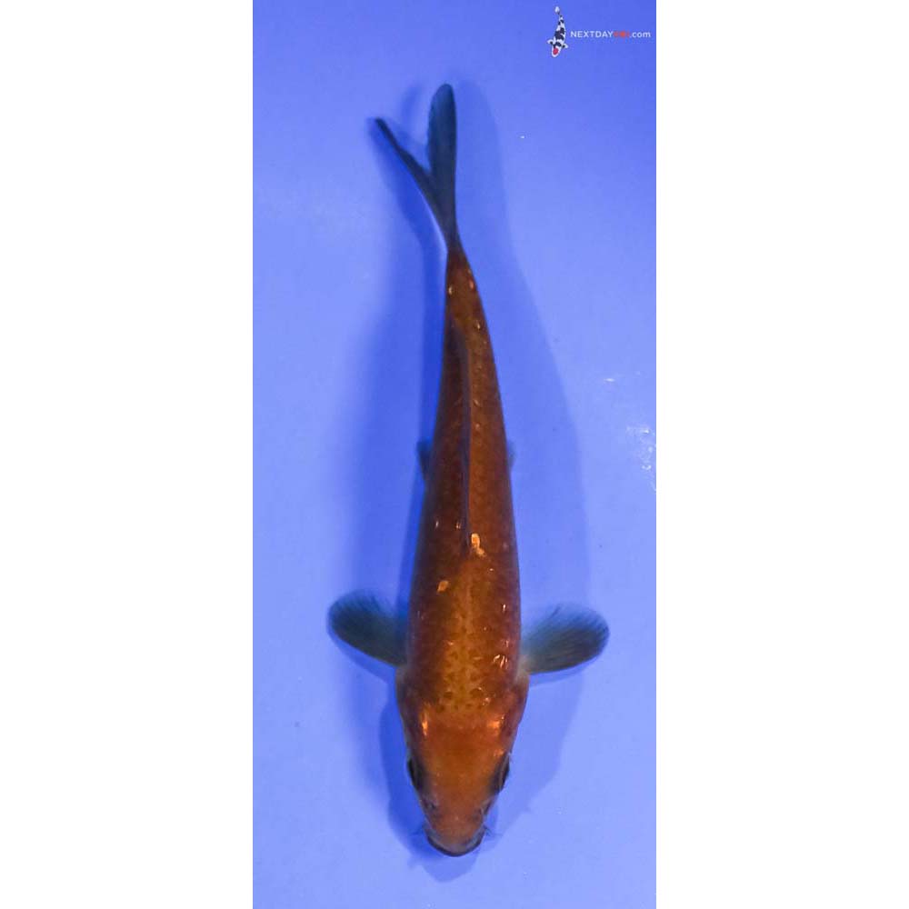 4.5” Imported Gin Rin Chagoi