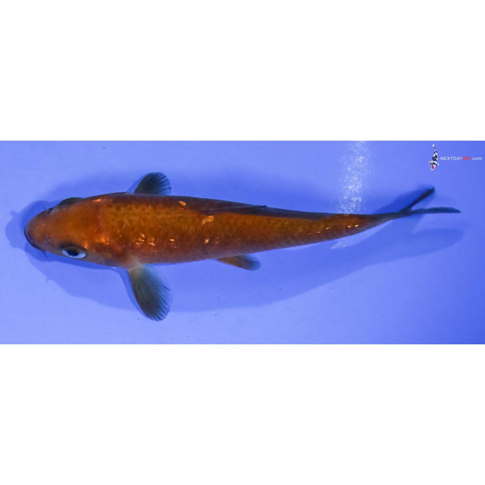 4.5” Imported Gin Rin Chagoi - Image 4