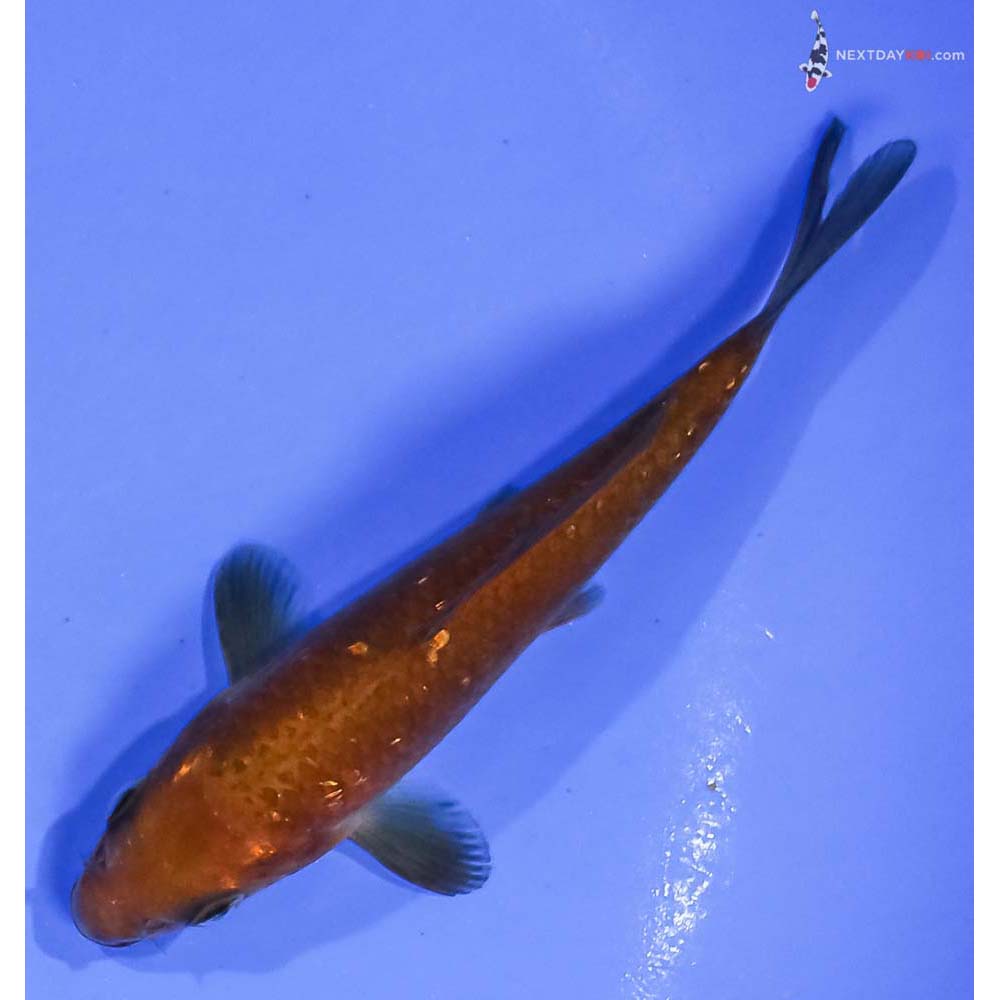 4.5” Imported Gin Rin Chagoi - Image 5