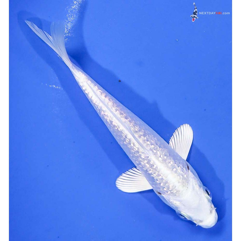 4.5” Imported Gin Rin Platinum Ogon - Image 3