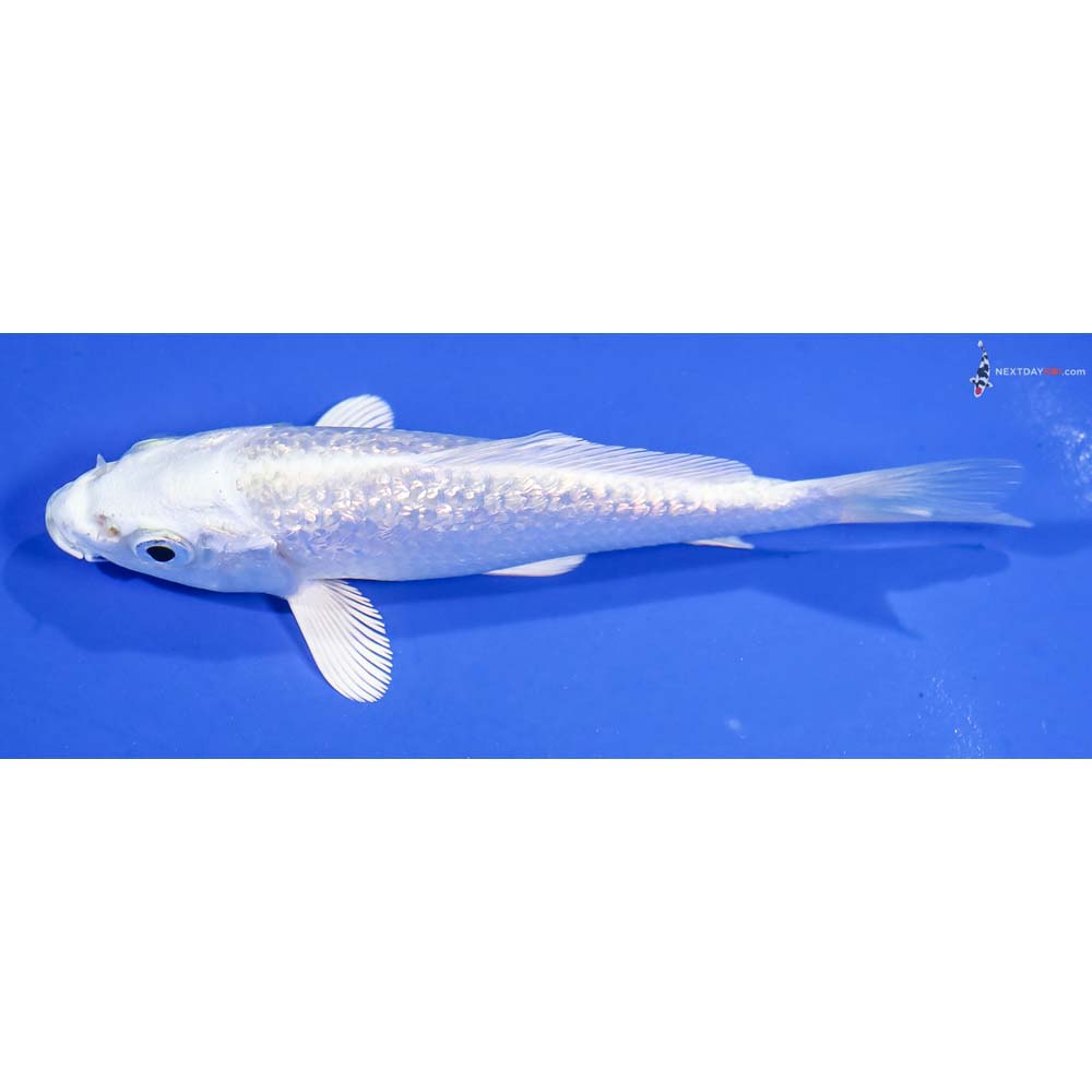 4.5” Imported Gin Rin Platinum Ogon - Image 4