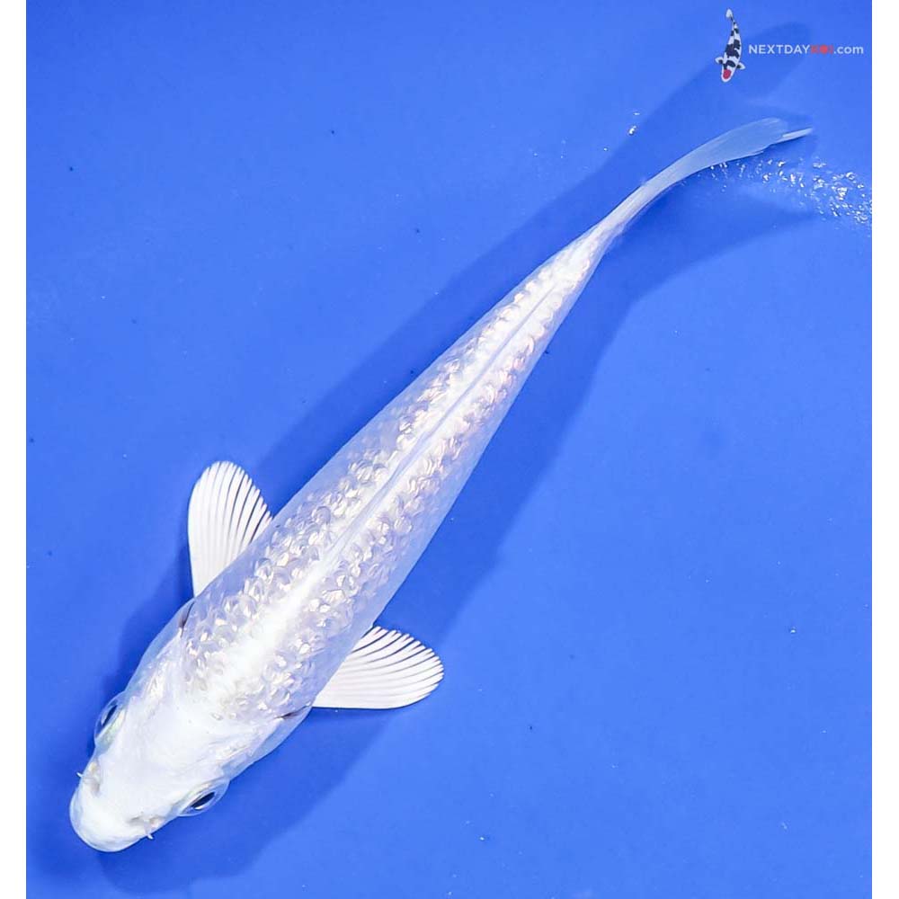 4.5” Imported Gin Rin Platinum Ogon - Image 5