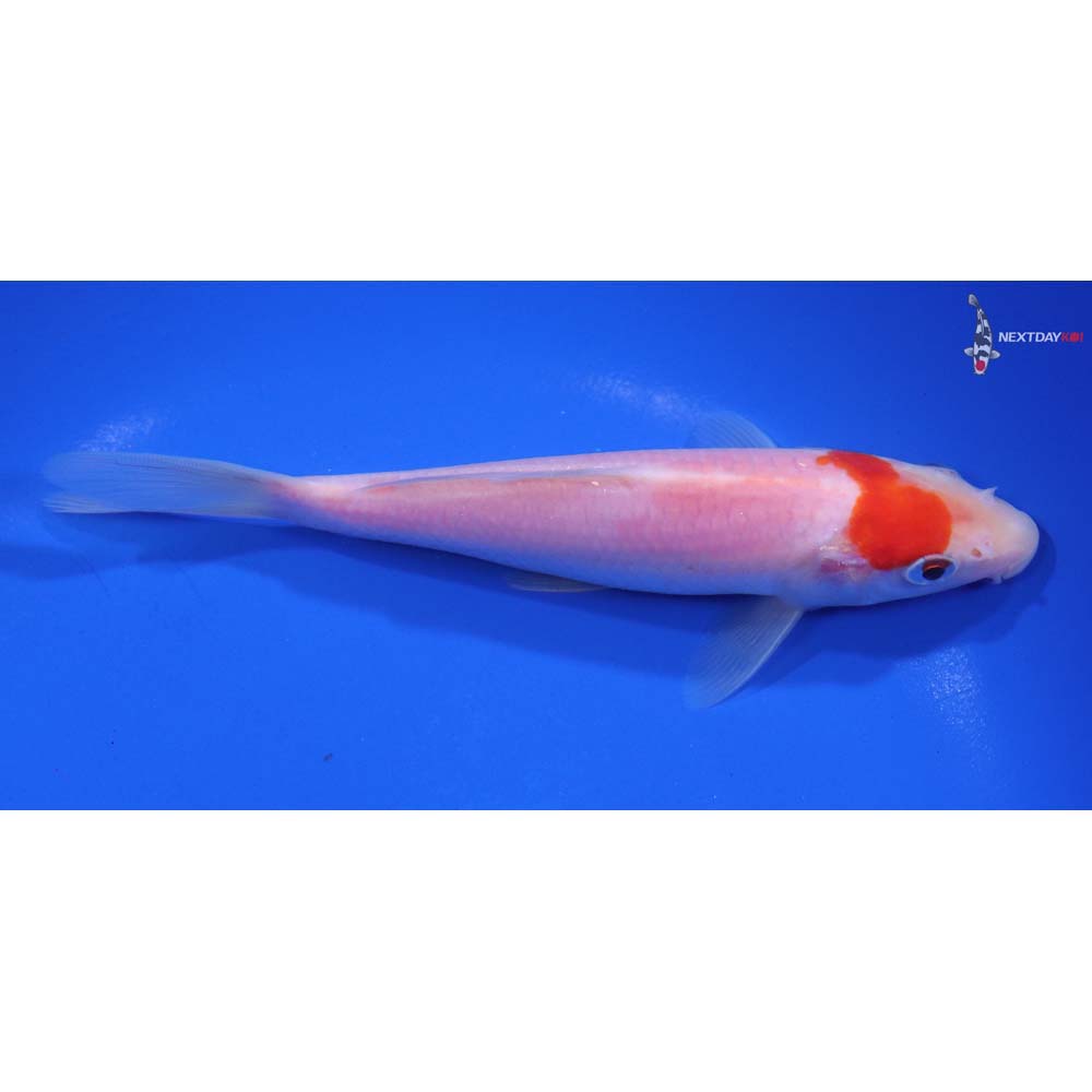 5.5” Imported Kohaku - Image 2
