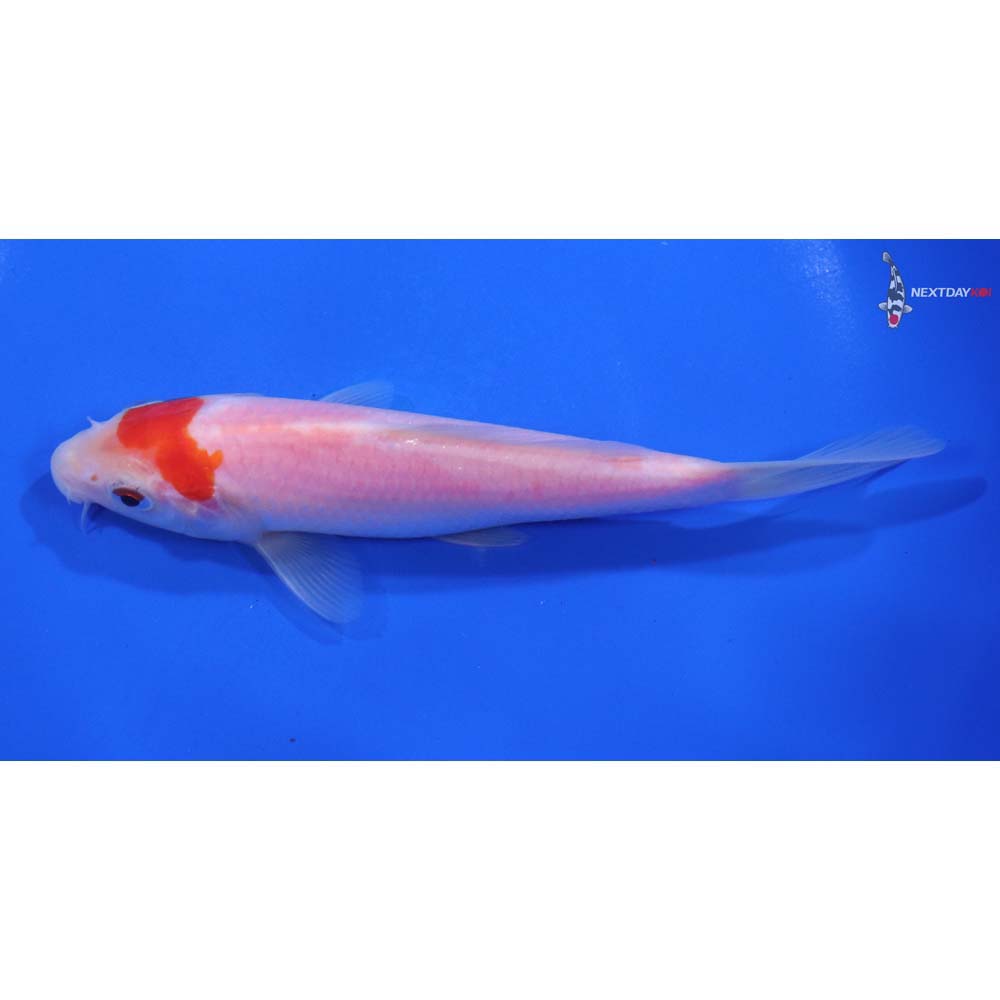 5.5” Imported Kohaku - Image 4