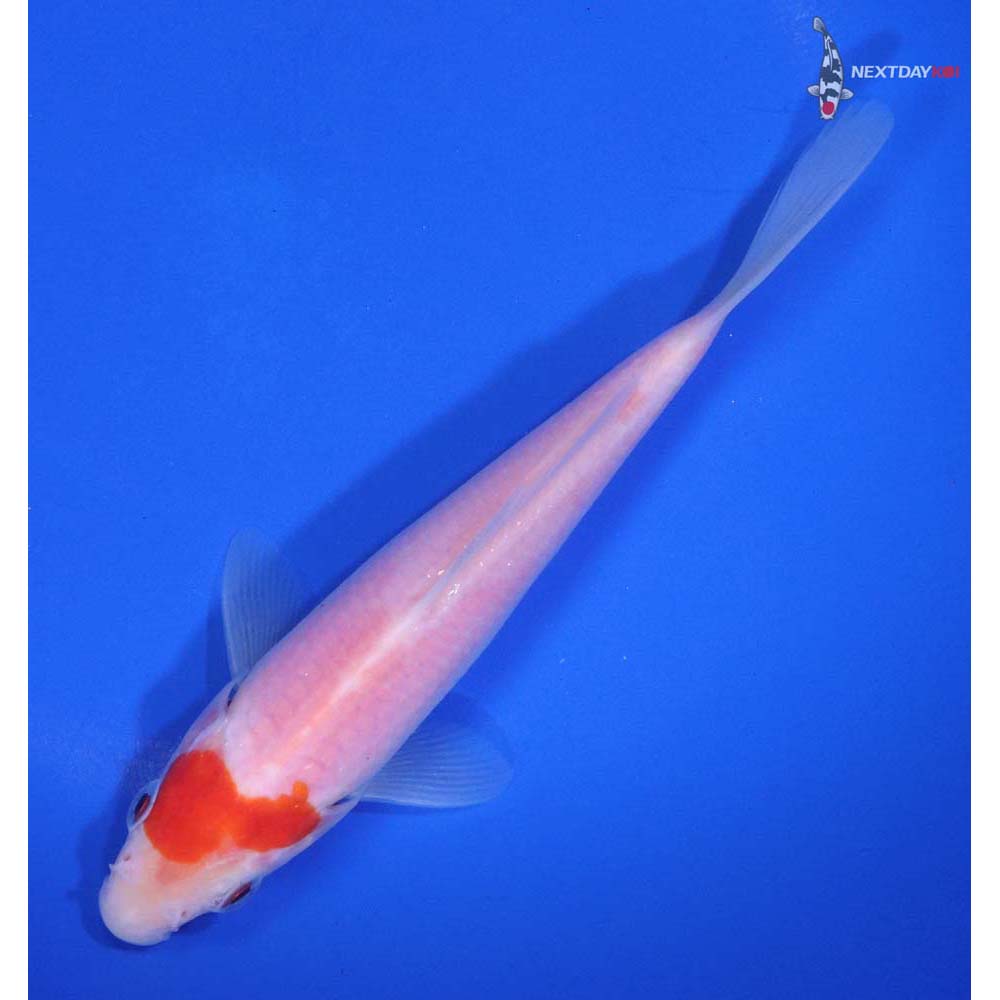 5.5” Imported Kohaku - Image 5