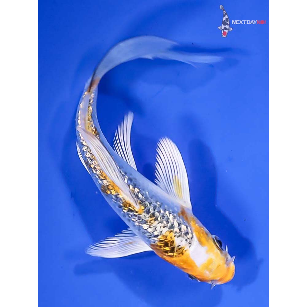 5” Imported Gin Rin Kujaku Butterfly Koi