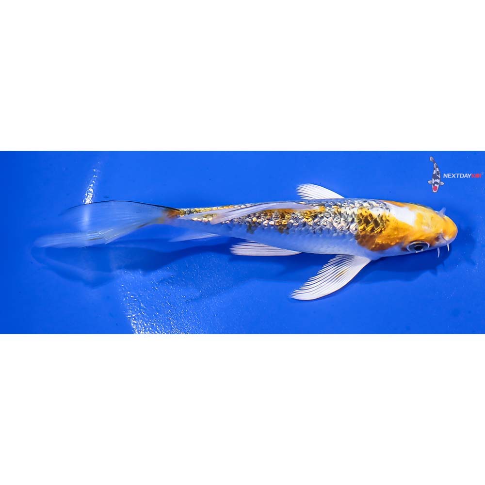 5” Imported Gin Rin Kujaku Butterfly Koi - Image 2