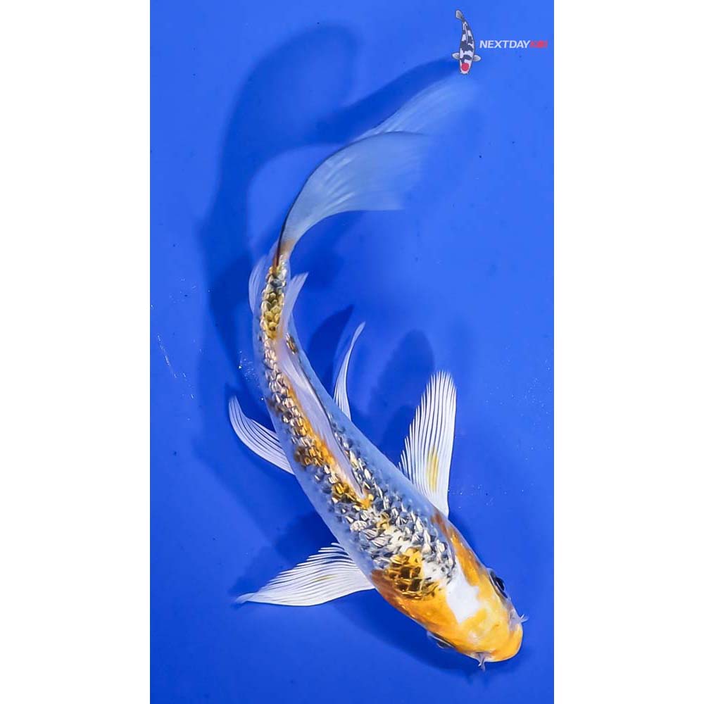 5” Imported Gin Rin Kujaku Butterfly Koi - Image 3