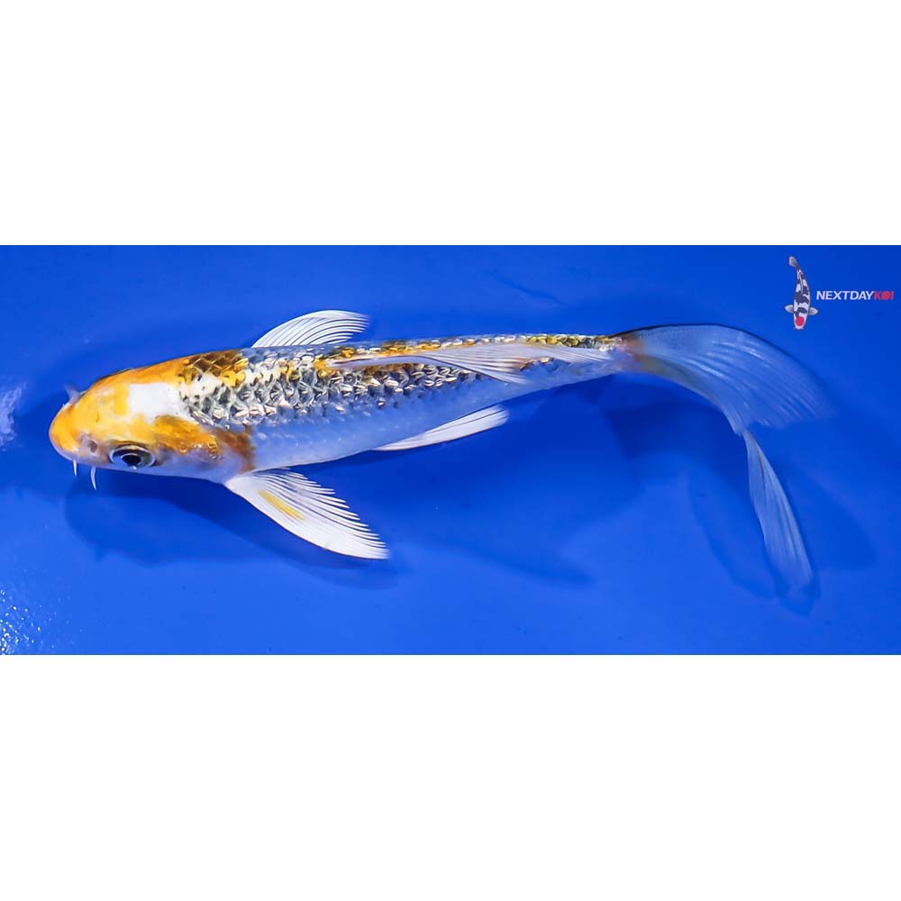 5” Imported Gin Rin Kujaku Butterfly Koi - Image 4