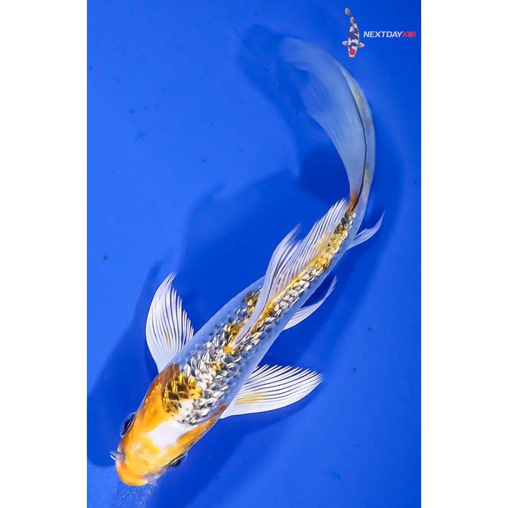 5” Imported Gin Rin Kujaku Butterfly Koi - Image 5