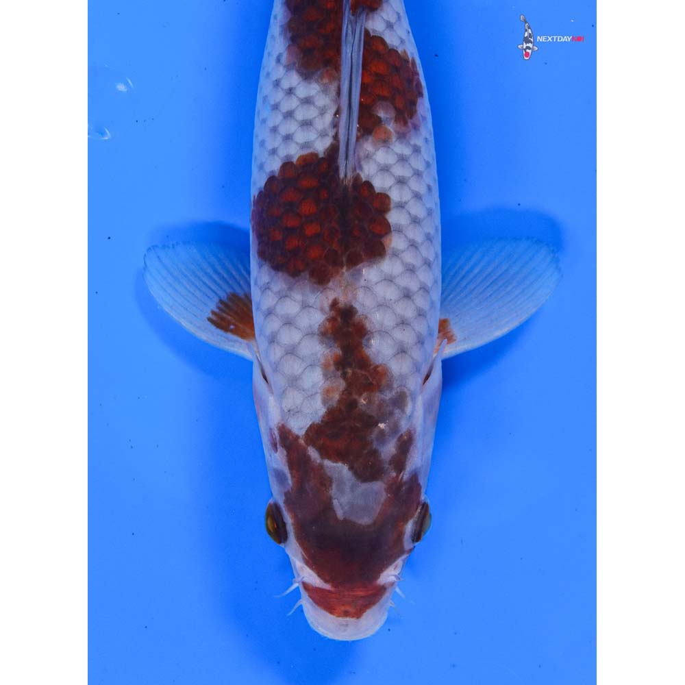 10” Imported Female Goromo - Image 2