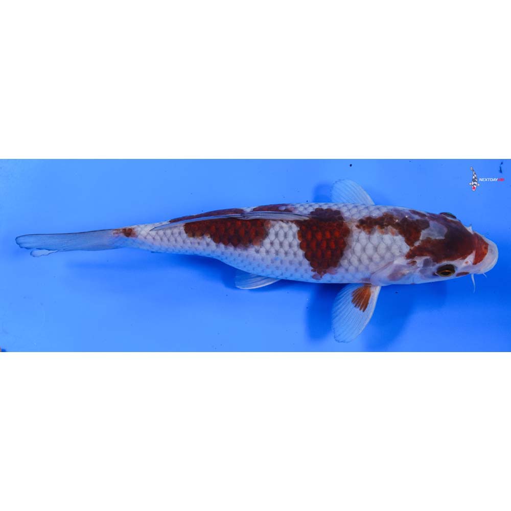 10” Imported Female Goromo - Image 3