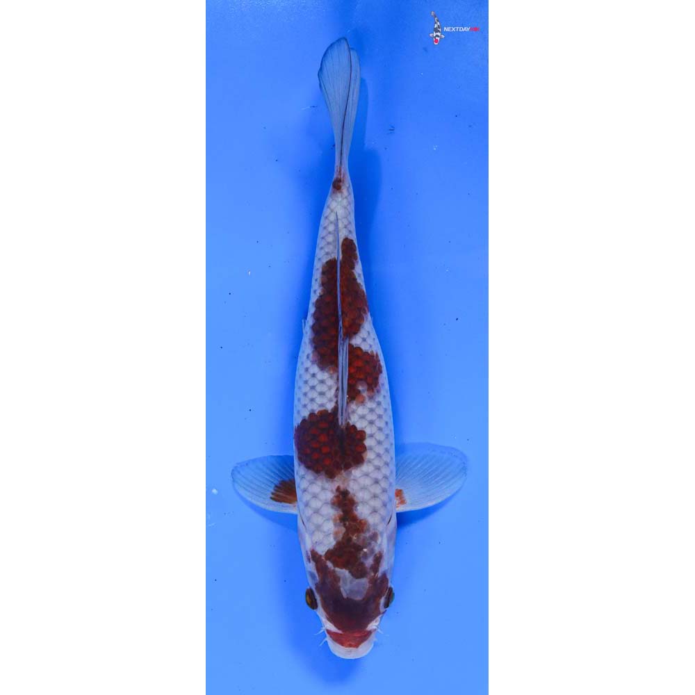 10” Imported Female Goromo - Image 4