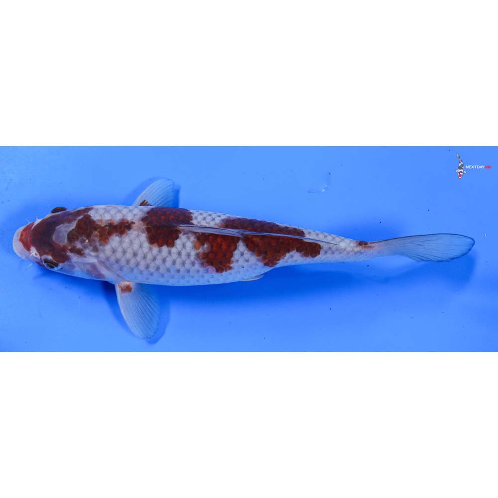 10” Imported Female Goromo - Image 5