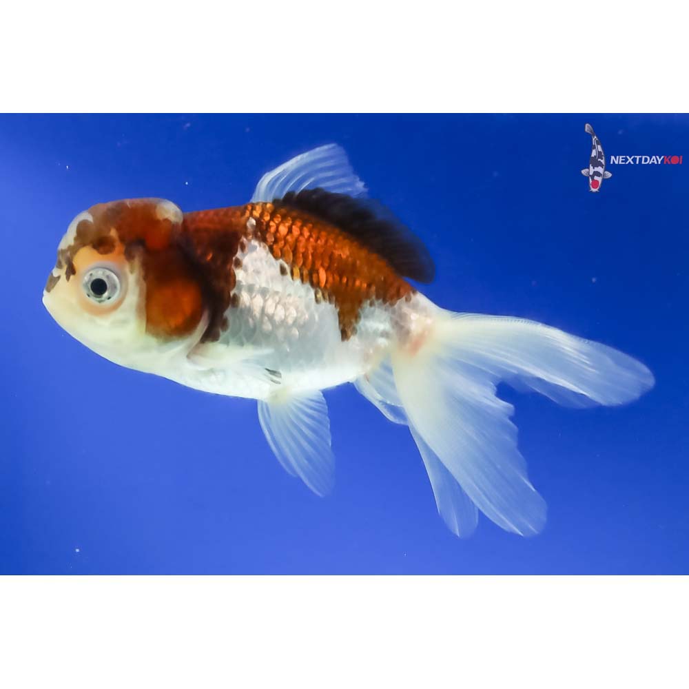 4” Imported Tri Color Panda Oranda - Image 2