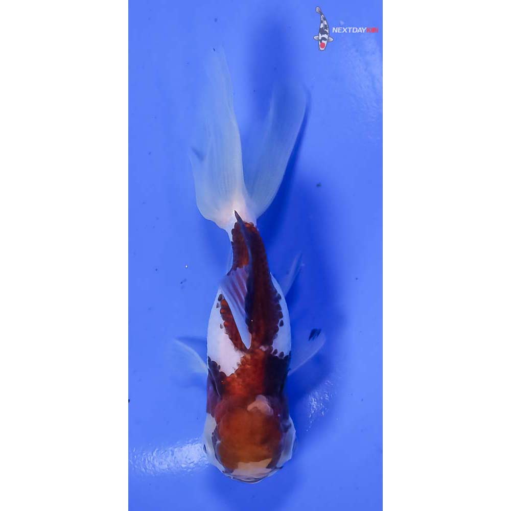 4” Imported Tri Color Panda Oranda - Image 3