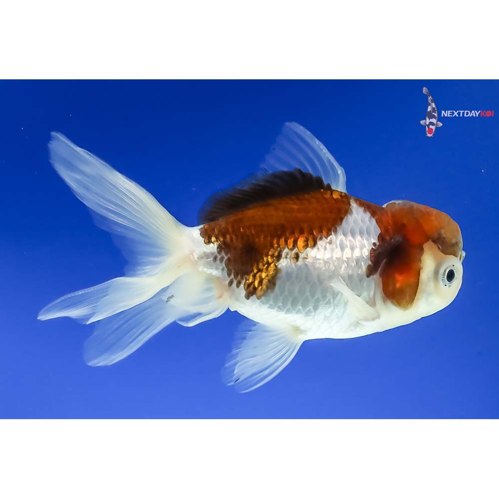 4” Imported Tri Color Panda Oranda - Image 4