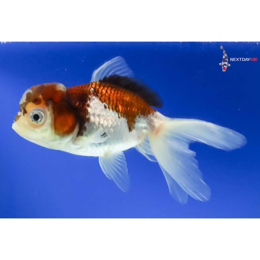 4” Imported Tri Color Panda Oranda - Image 5