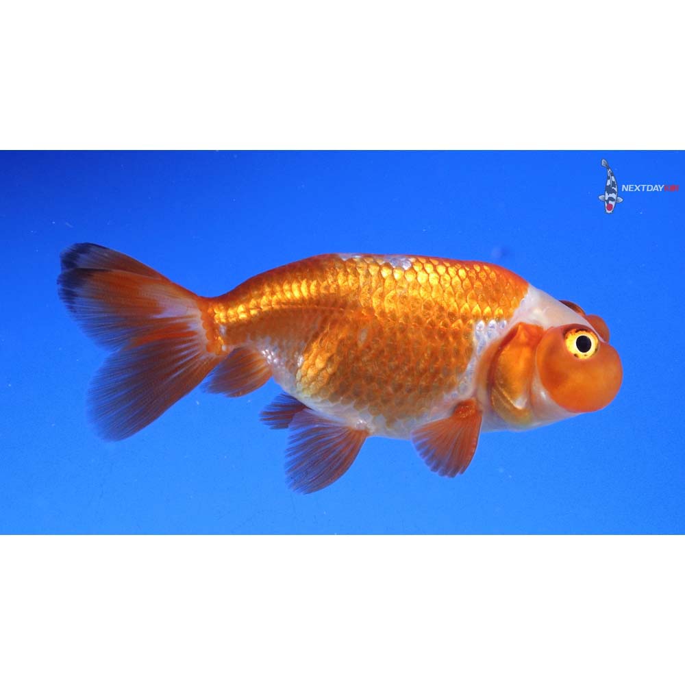 3” Imported Red and White Bubble Eye - Image 4