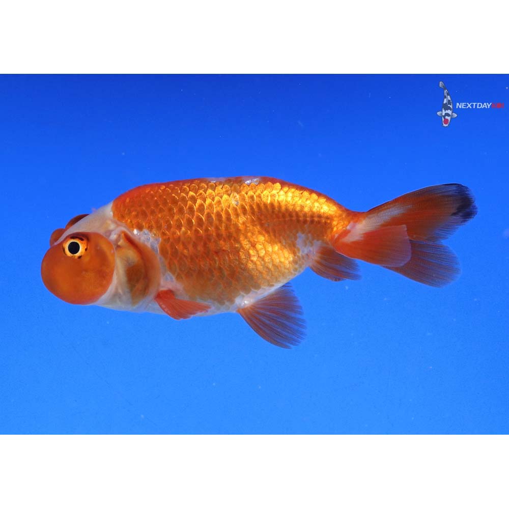 3” Imported Red and White Bubble Eye - Image 5