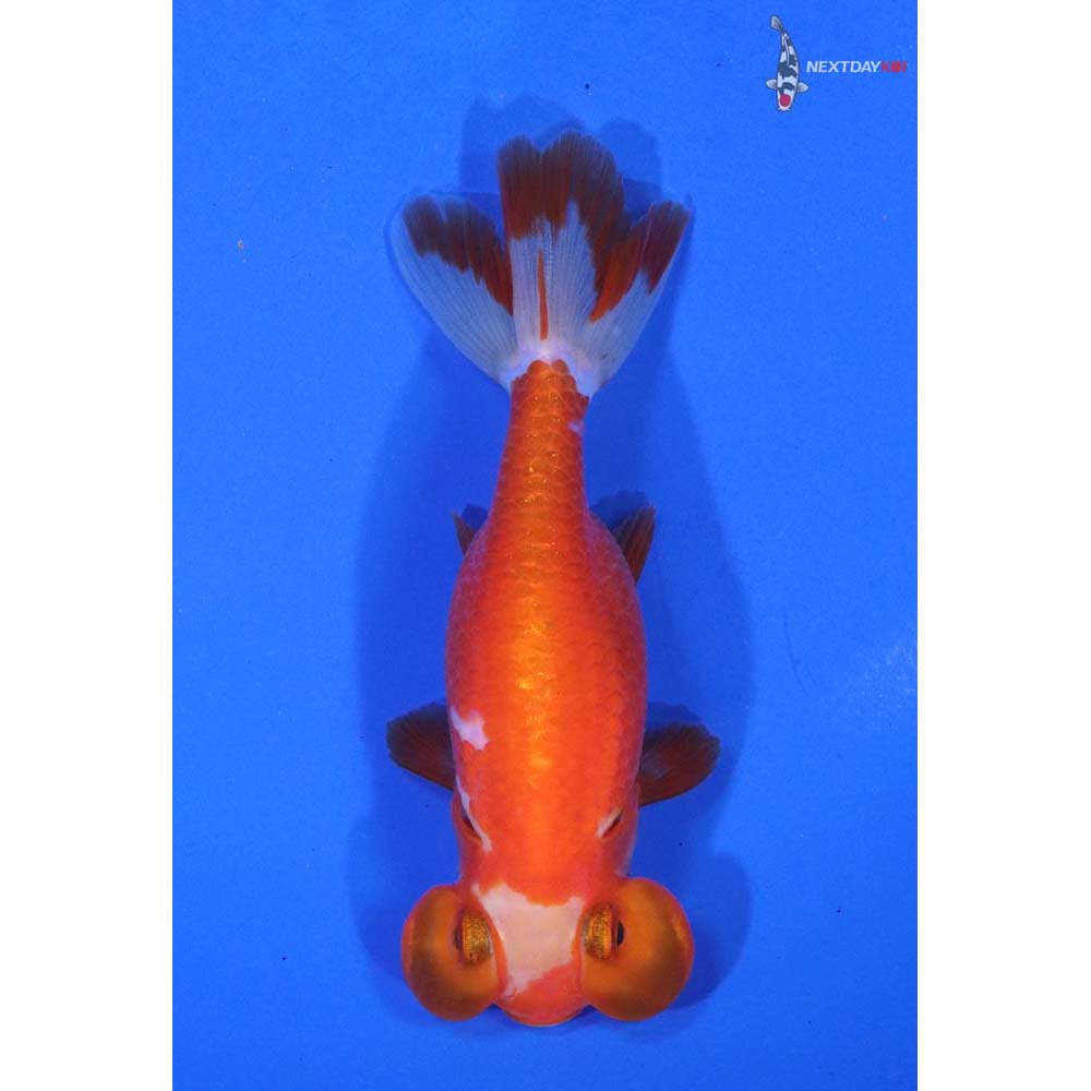 3” Imported Red and White Bubble Eye