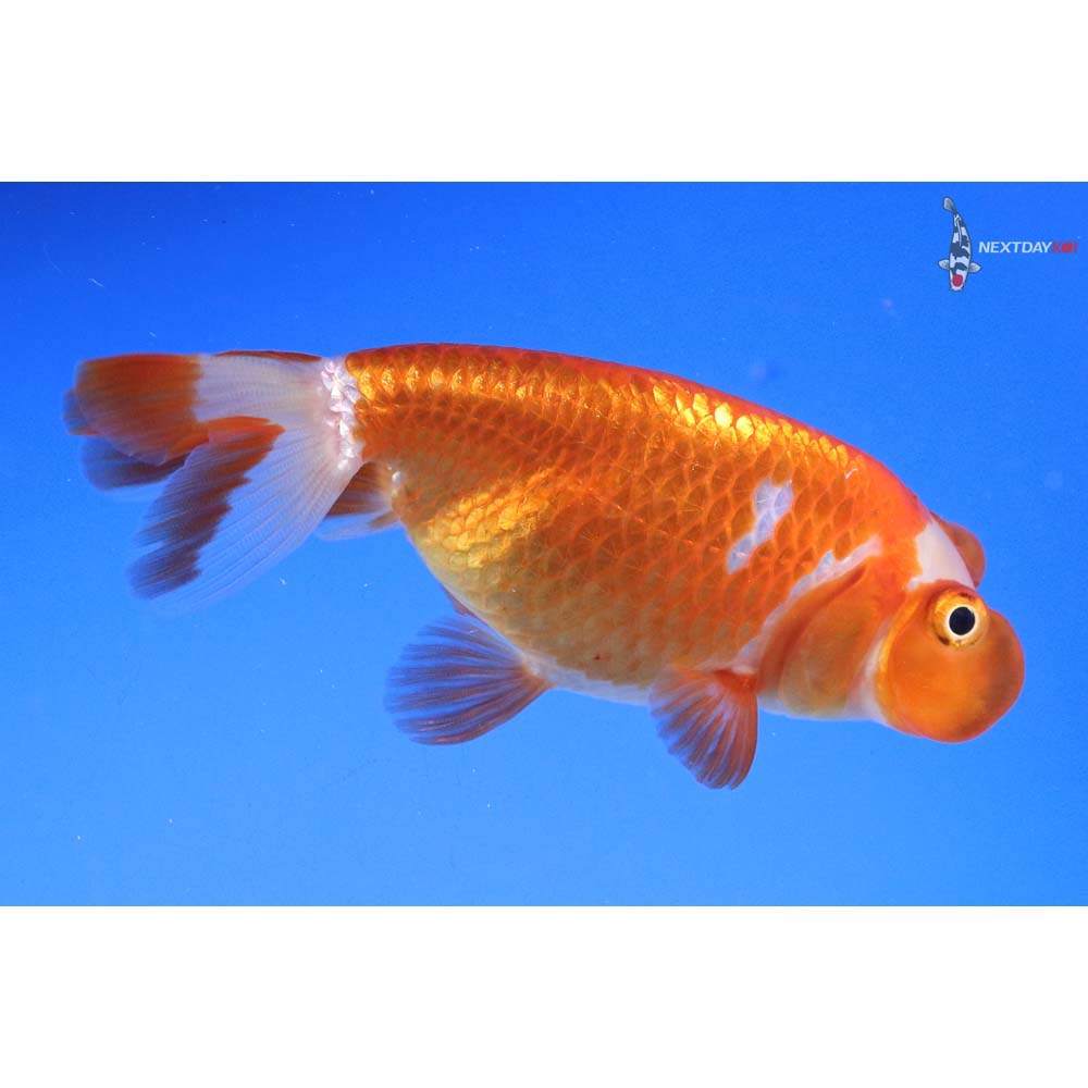 3” Imported Red and White Bubble Eye - Image 2