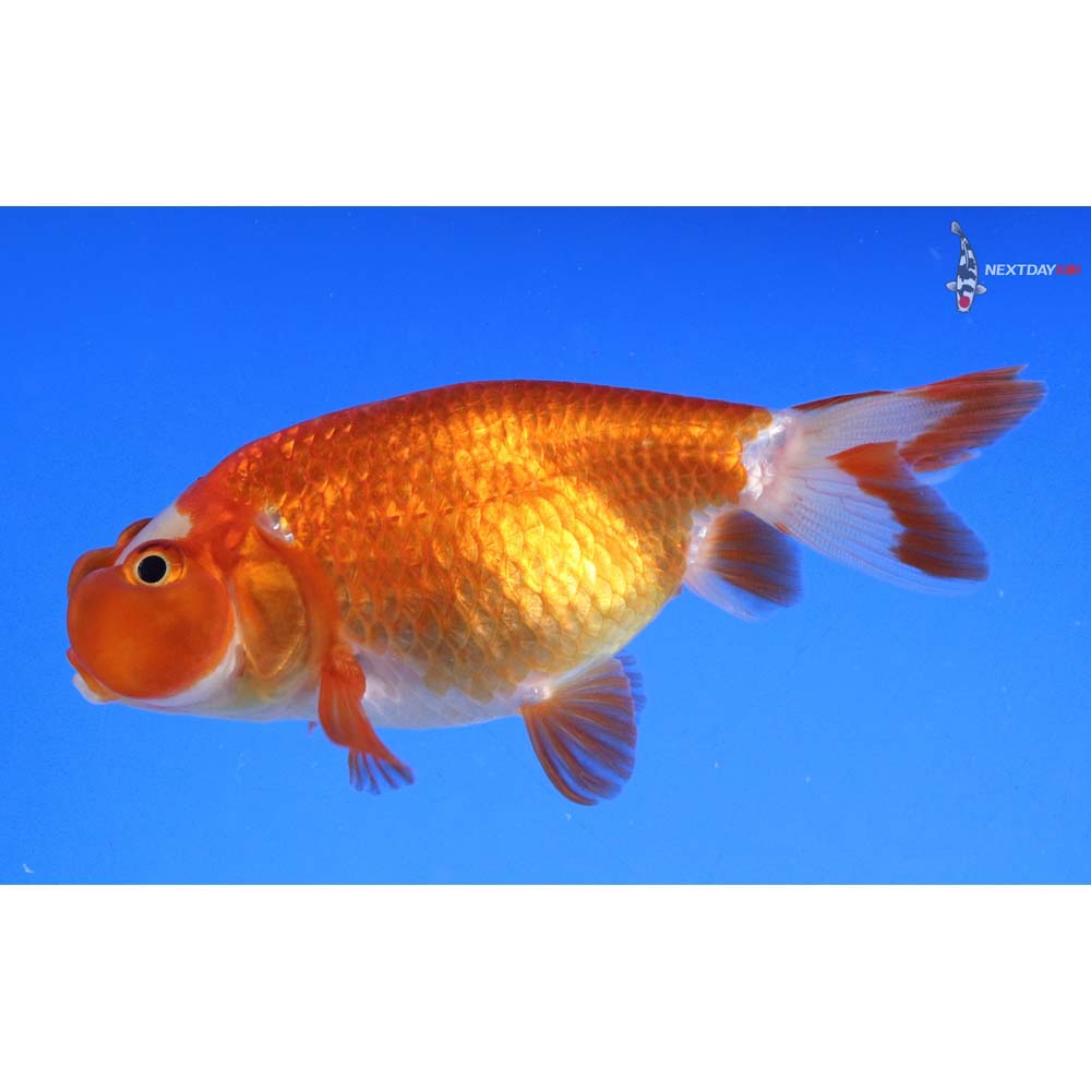 3” Imported Red and White Bubble Eye - Image 3