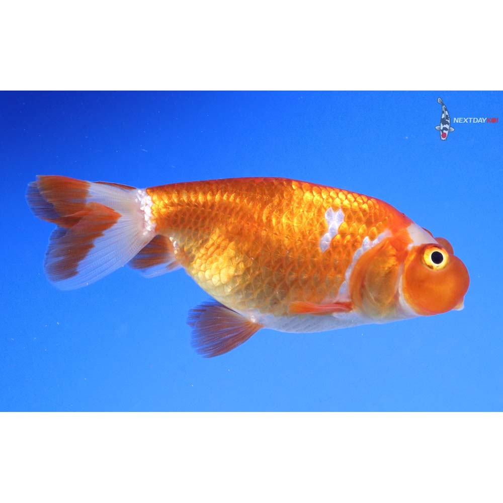 3” Imported Red and White Bubble Eye - Image 4