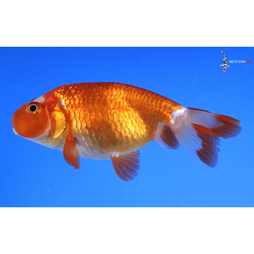 3” Imported Red and White Bubble Eye - Image 5