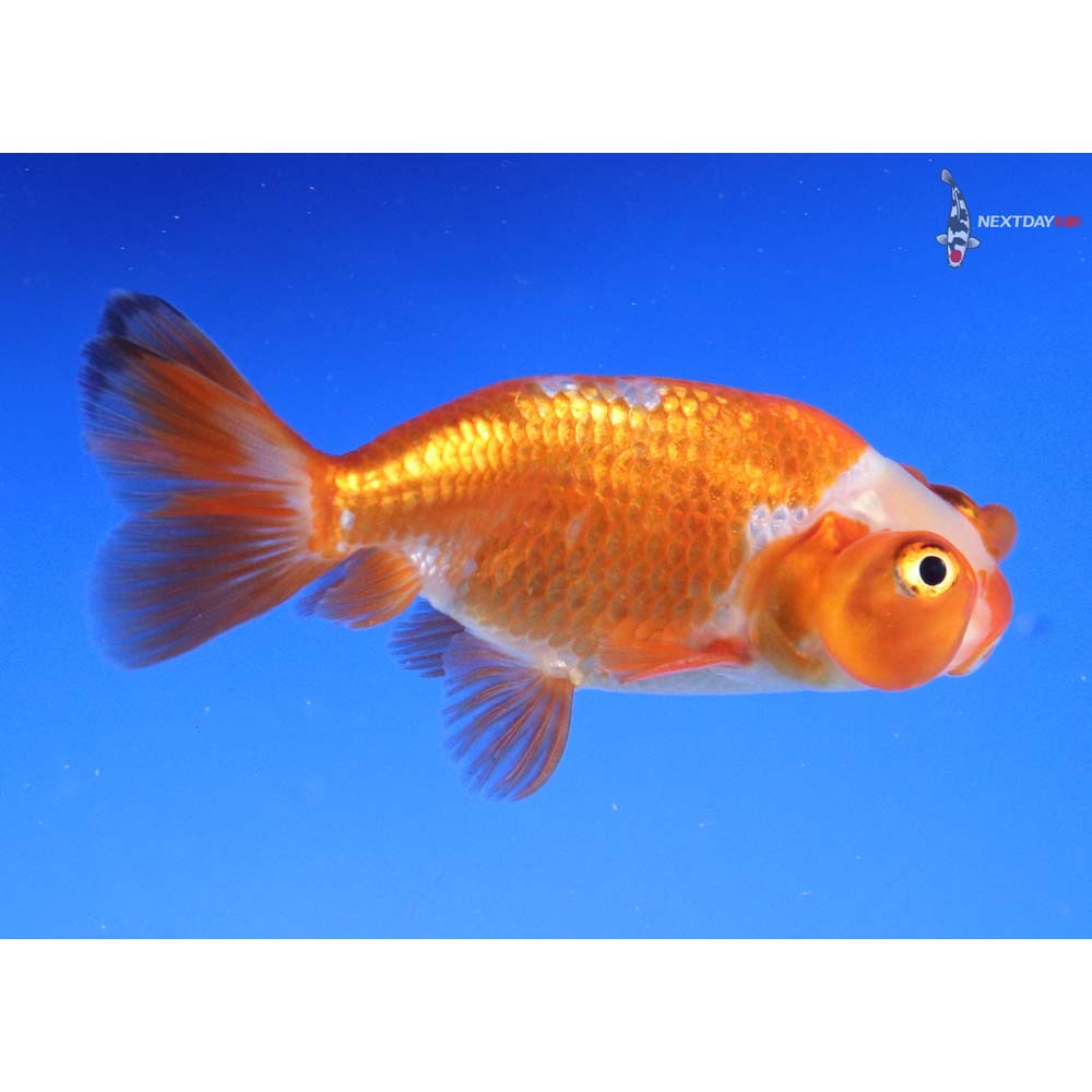 3” Imported Red and White Bubble Eye - Image 2