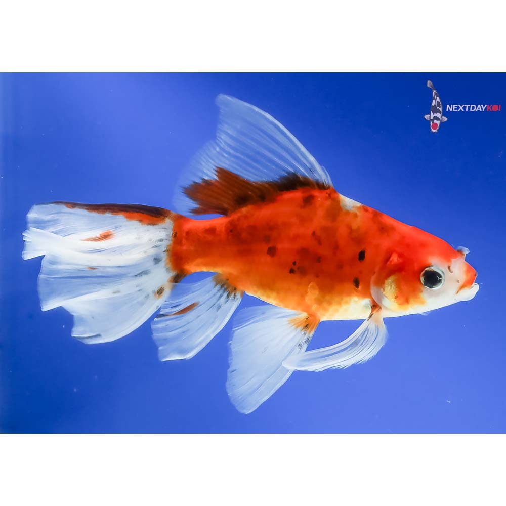 6” Imported Bristol Shubunkin